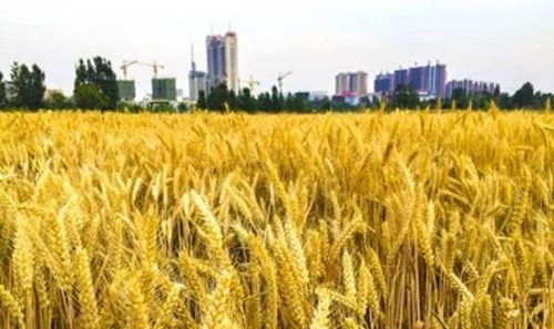 建行棗莊分行 以‘裕農通’業務為支點，奏響鄉村振興金色樂章