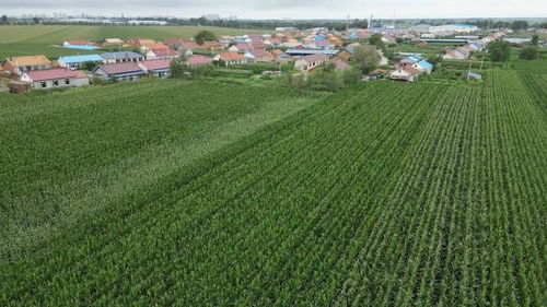 科學施策助農減災，守牢糧倉——農業大省吉林受災農田生產恢復直擊