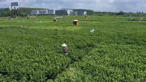 廣西橫州 品牌引領，茉莉花農踏上致富路