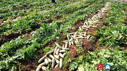 家家悅集團采購170余噸滯銷蘿卜助農解困 彰顯企業社會責任與供應鏈擔當