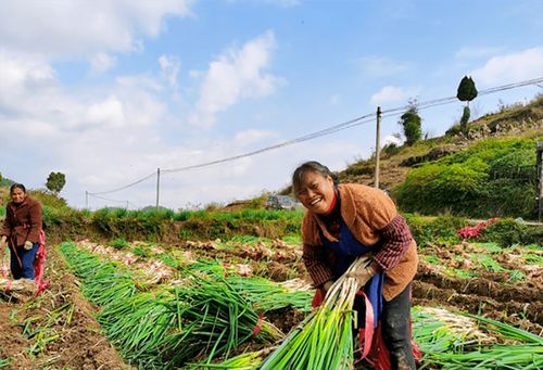 蔥郁龍坪，綠意滿“林”助農增收