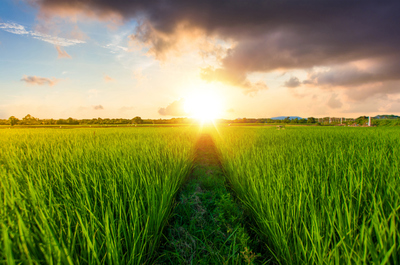 為何東北大米那么受歡迎？原來是這樣