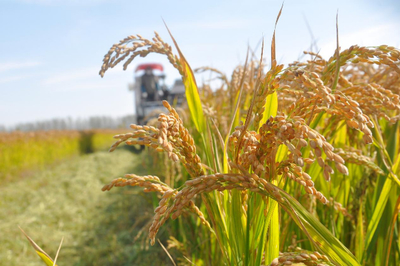 江蘇啟動農業“兩區”劃定，力爭五年內基本完成建設，夯實糧食安全根基